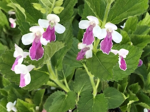 Honungsmynta 'Royal velvet distinction'